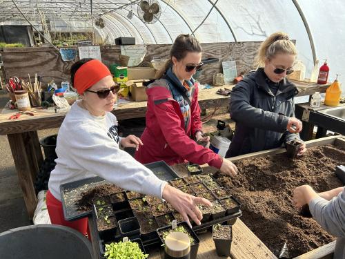 Repotting seedlings.jpg
