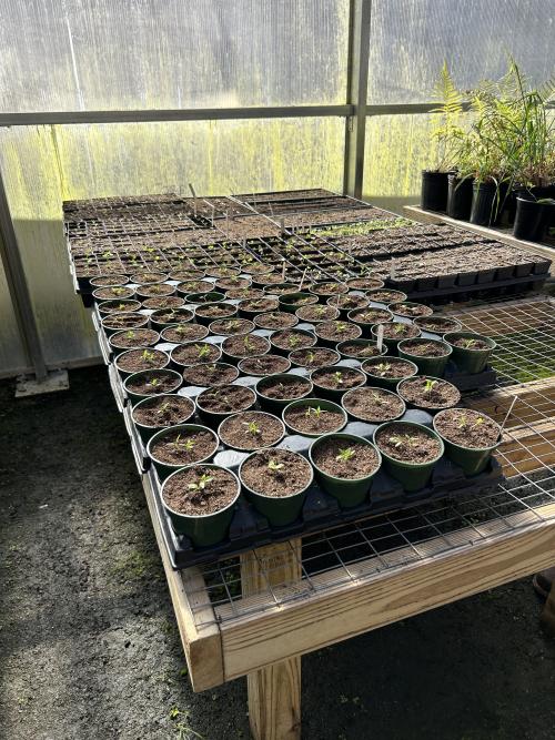 Repotted seedlings.jpg