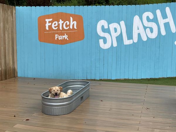 Fetch 2.jpg